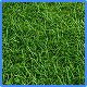 Ryegrass