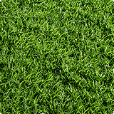 Bermuda Grass