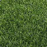 Meadow Grass